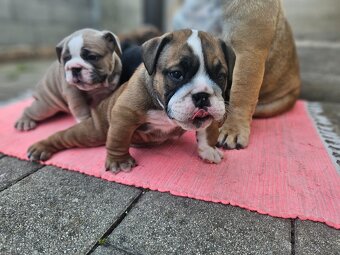 Anglicky buldog,bulldog - 5