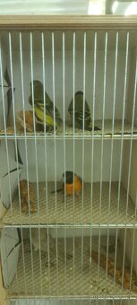 Predám Čižíkov Ohnivých - 5