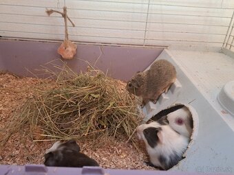 Predám morčatá - 5