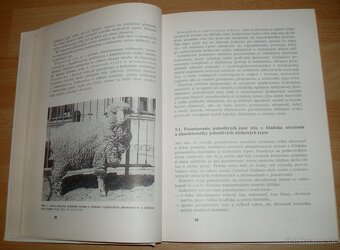 Chov oviec - 5
