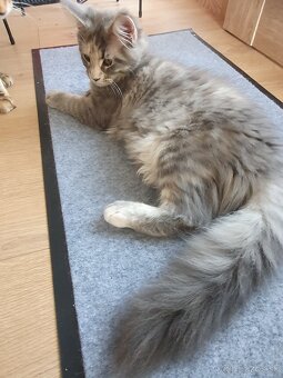 Mainská mývalia / Maine coon - 5