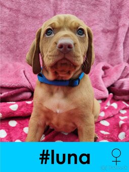 Maďarská vyžla bez PP - 5