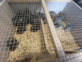 Prepelice japonské,prepeličie vajíčka,vajcia,trus,hnojivo - 5