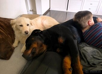 Rotvajler s PP na krytie - 5