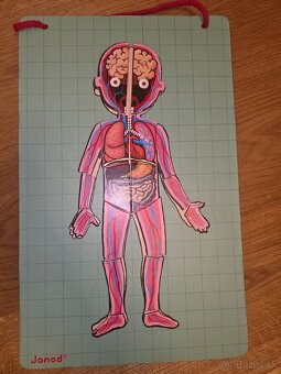 Ludske telo - magneticka tabula - 5