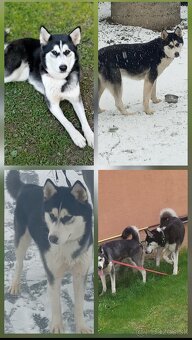 Sibírsky Husky - 5