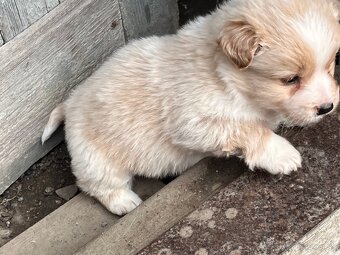 Darujem šteňatá - 5