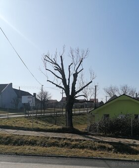 Rizikové Pílenie stromov - 5