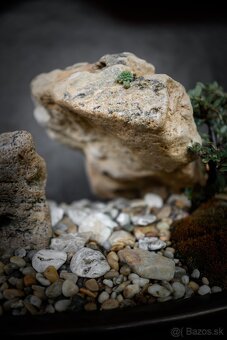 Krajinka Bonsai v miske 78x38cm - 5