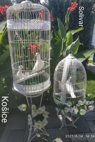 Biele svadobné holuby  2026 - 5