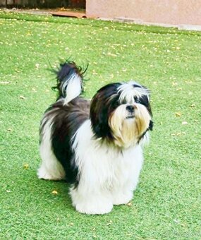 Predám šteniatka Shi tzu - 5