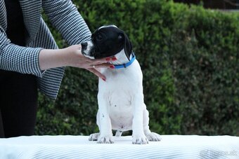 Anglický pointer, english pointer, stavač - 5