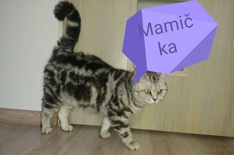 Britské Whiskas mramorové mačiatka - 5