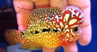 Flowerhorn kamfa shortbody - 5