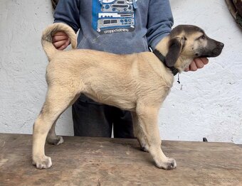 KANGAL - štěňata již K ODBĚRU, iba sučky - 5
