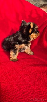 Yorkshirsky terier - 5