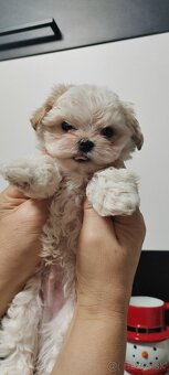 Predám Yorkshire terrier mini - 5