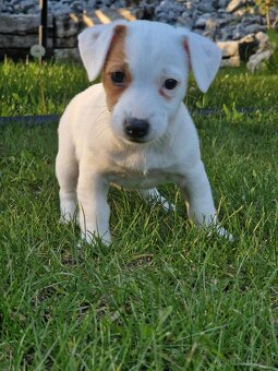 Jack russel teriér - 5