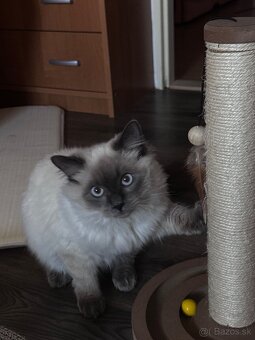 7 mesačný kocúrik Ragdoll - 5