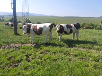 PREDÁM Vysokoteľné jalovice MONTBÉLIARD - 5
