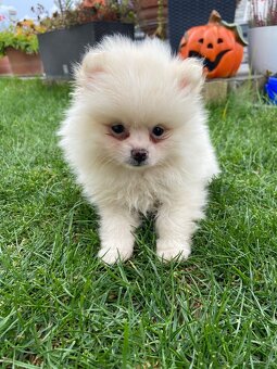 Pomeranian, špic, oranžový špic, pomik - 5