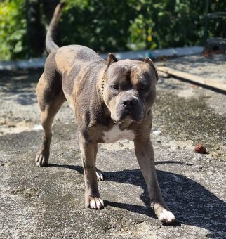 American Bully XXL /HAIBACH'S/ - 5