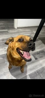 Darujem psíka - 5