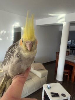 Korela Maznačik krotká - 5