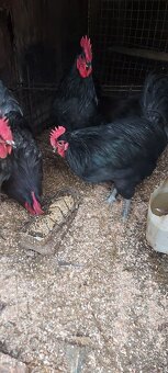 Kohuty australorpka cierne,sive - 5
