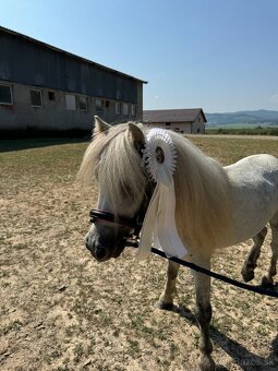 Pripustanie shetland pony - 5