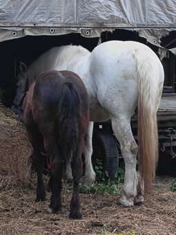 Kobyla plemena Percheron na predaj - 5