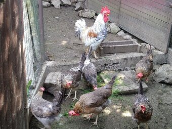 Cream legbar, marans a vlaška jarabičia /leghorn brown/ - 5