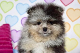 Pomeranian s PP - 5