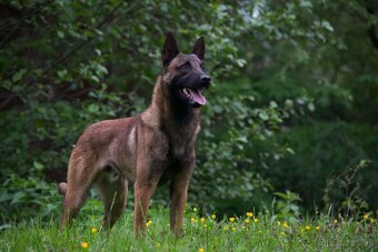 Belgický ovčiak malinois - 5
