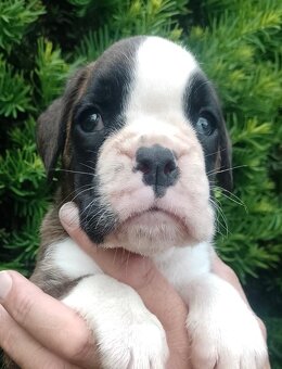 Nemecky boxer - 5