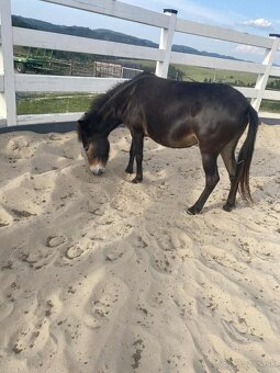 Predam Mulu / mulicu pony x osol - 5