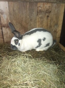 Nemecký obrovitý strakáč - 5