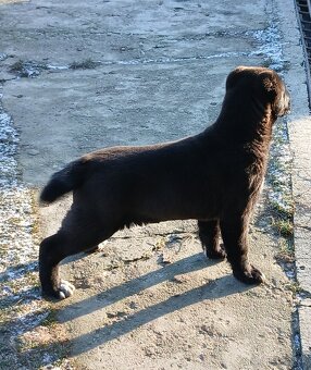 Stredoazijský ovčiak - 5