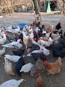 Kačice čínske-pižmové - 5