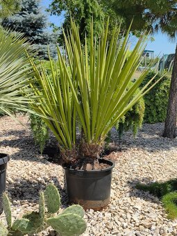 Juka yucca - 5