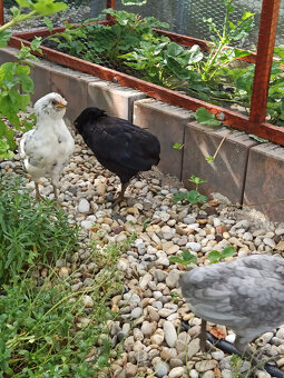 Araucana - rôzne farby - 5