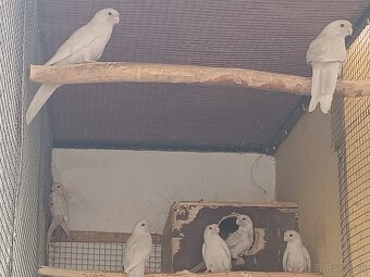 Penant zlaty pastel - 5