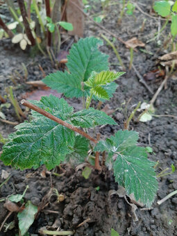 Predam slachtene beztrnove velkoplode cernice - 5
