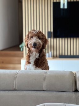 Goldendoodle na krytie - 5