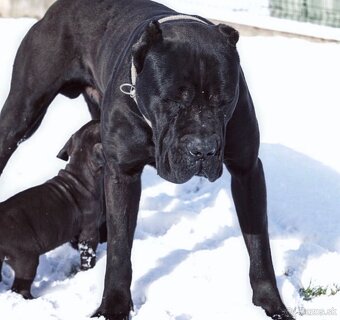 Bandog na krytie - 5