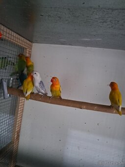 Agapornis Samička aj Samček 2025 - 5