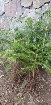 Smrek, jedla, borovica - 5