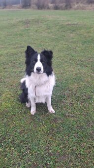 AKTUALNE Darujem border koliu - 5