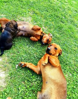 Šteniatka jazvečíka - 5