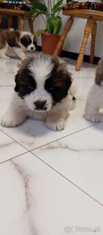 Šteňatá bernardínov - 5